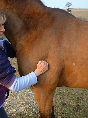 Horse receiving equine massage