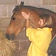 McTimoney Treatment for horses