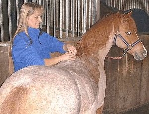 Horse receiving McTimoney treatment